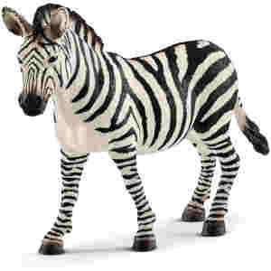 Zebra 7