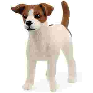 Terier Jack Russel 5